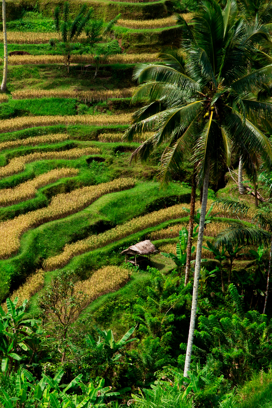 bali