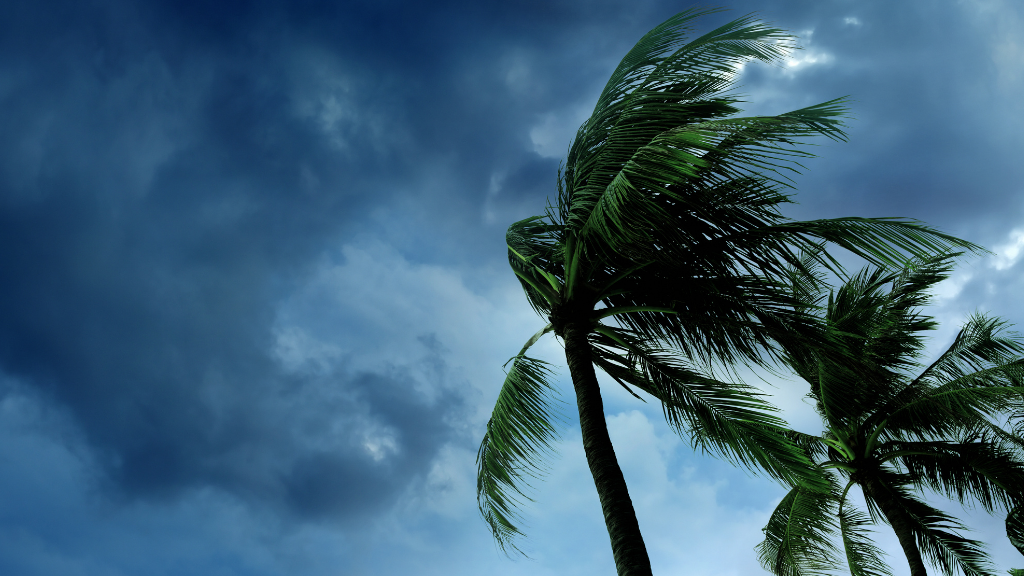 palm trees during a storm