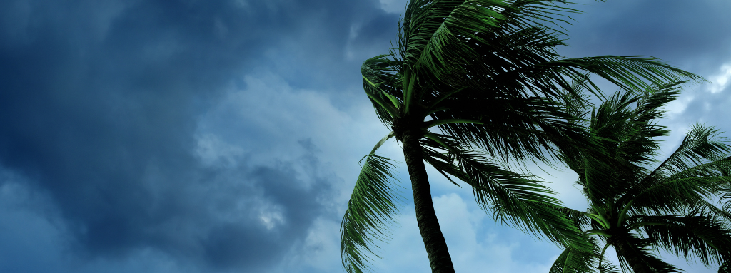 palm trees during a storm