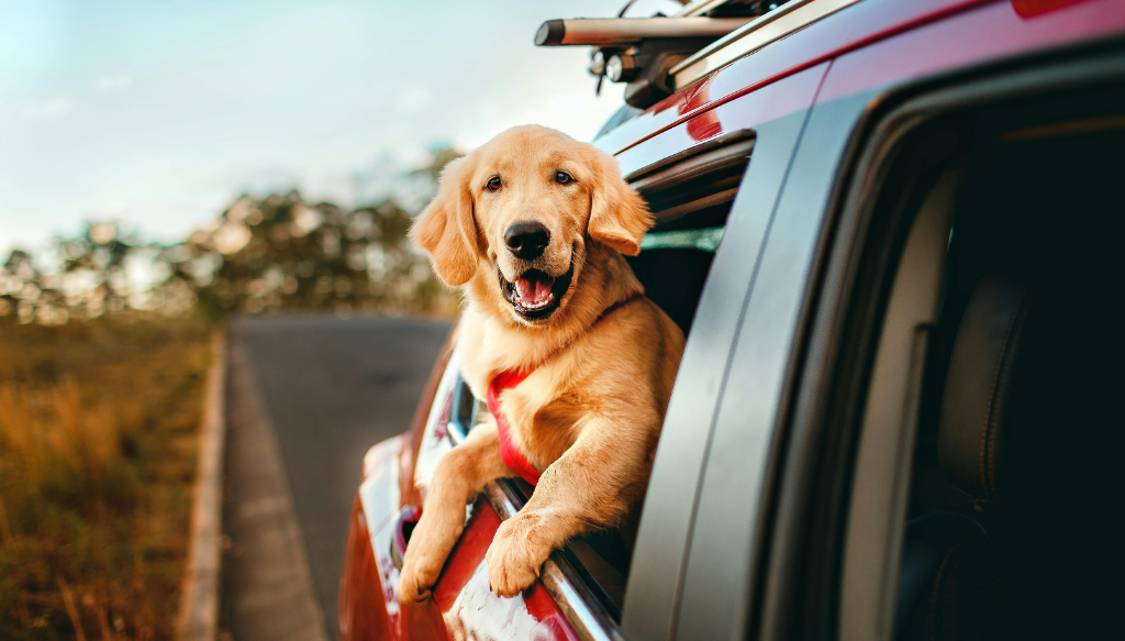 golden retriever dog in a red car